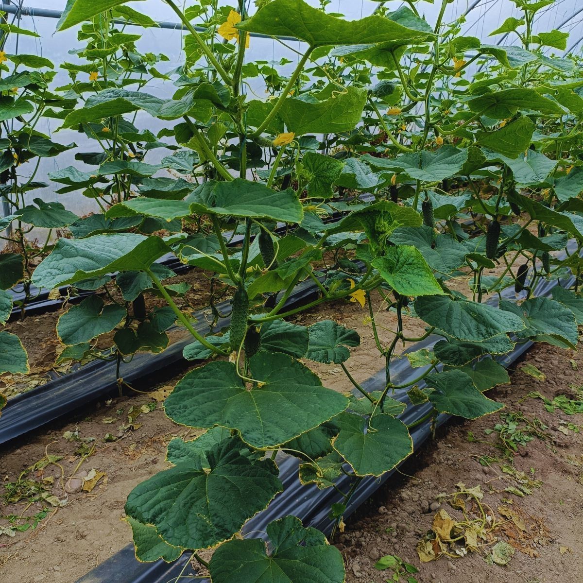 Mączniak rzekomy ogórka