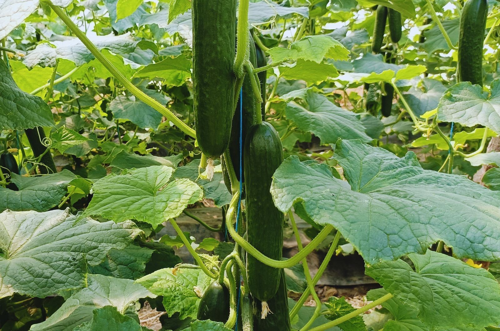 Jak chronić uprawy przed mączniakiem rzekomym warzyw?