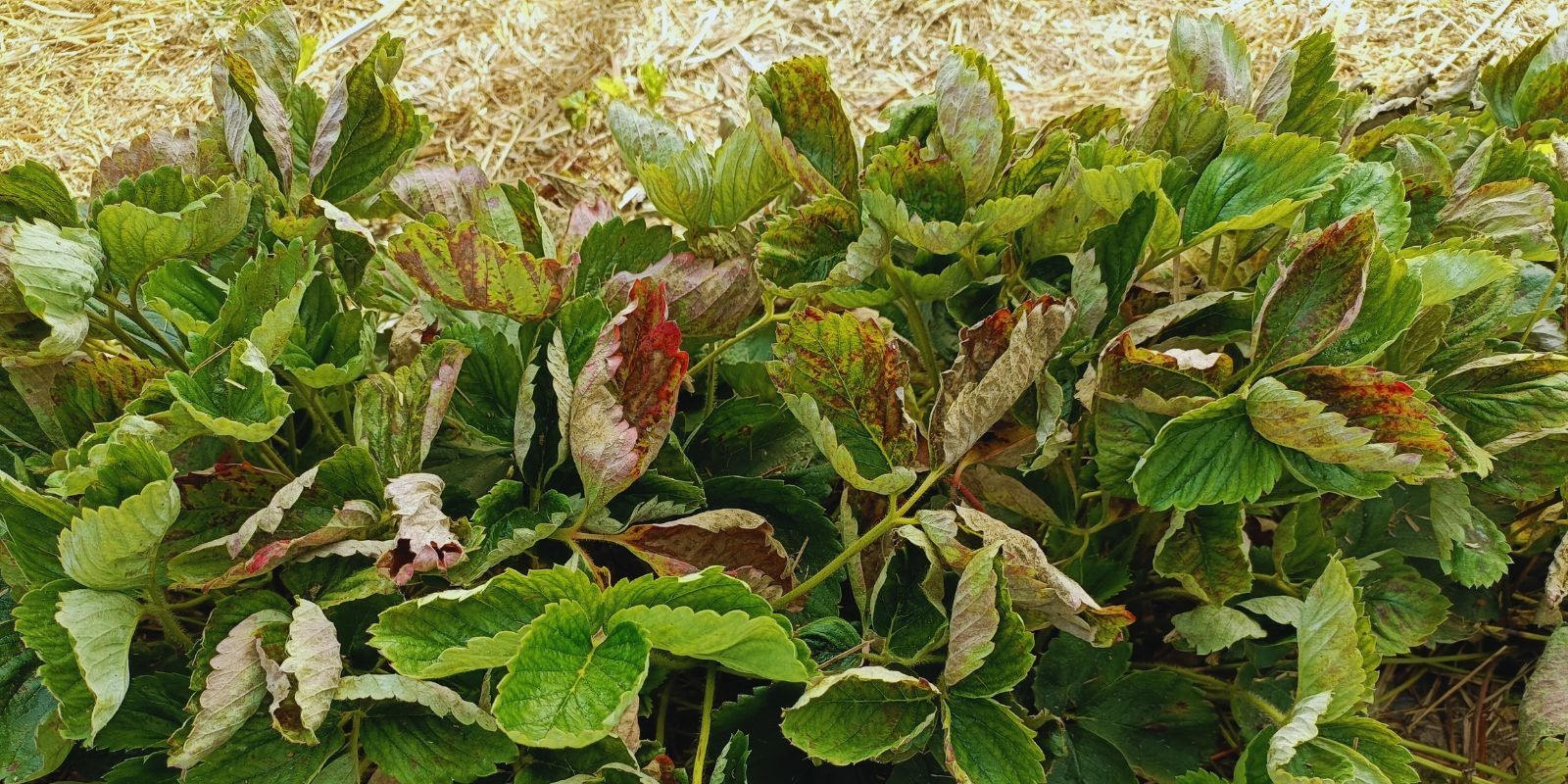 Mączniak w truskawce jak go rozpoznać