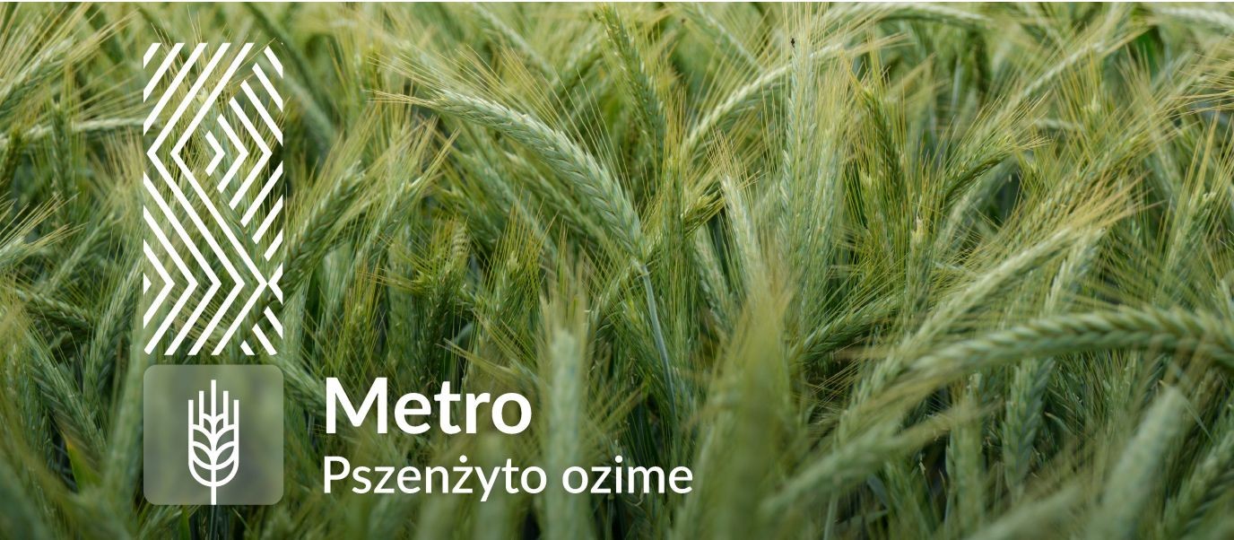 Pszenżyto ozime - Metro