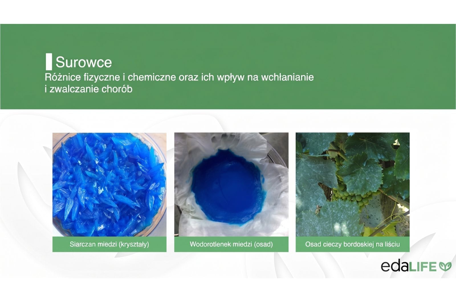 Co naprawdę pobiera roślina - wykład o miedzi w rolnictwie
