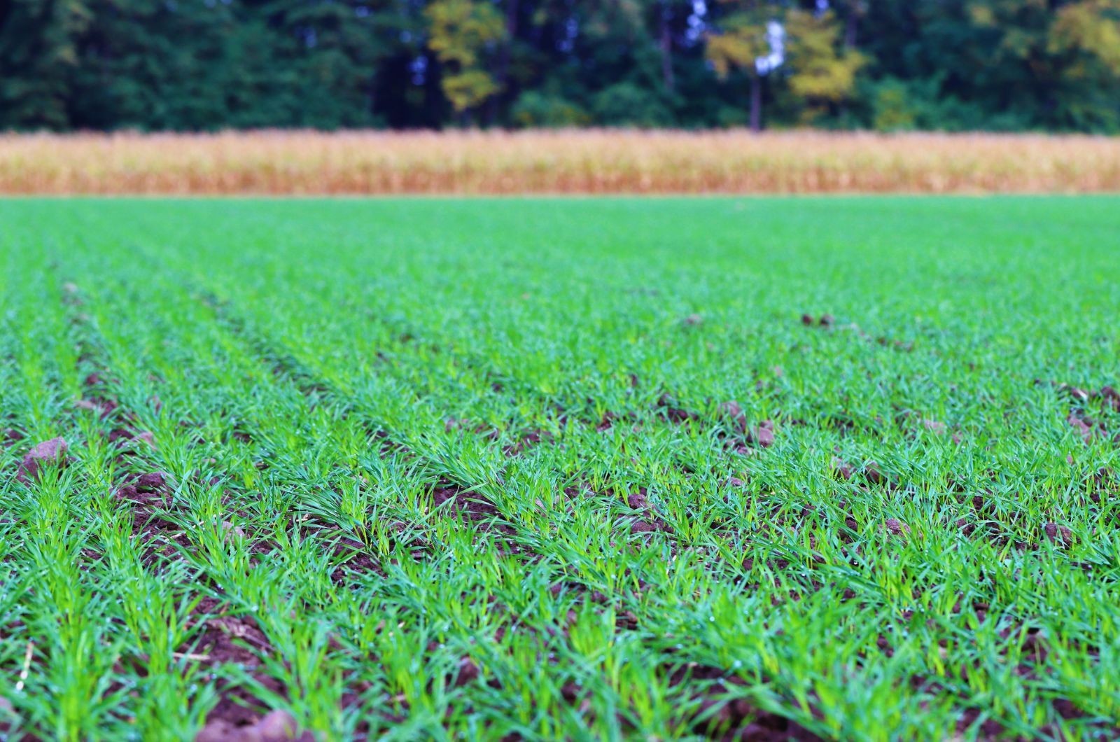 Niezbędne mikroelementy w zbożach jesienią