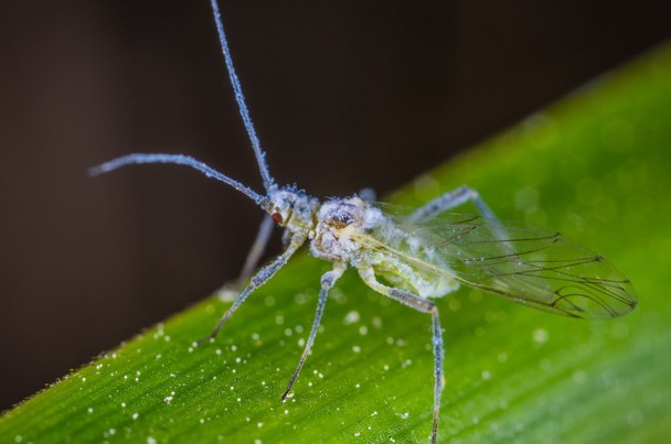 Uwaga na mszyce w pszenicy ozimej