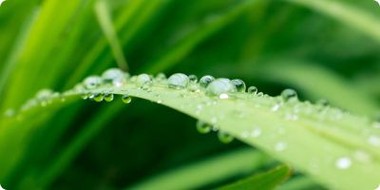 Nawozy dolistne od Osadkowski.pl