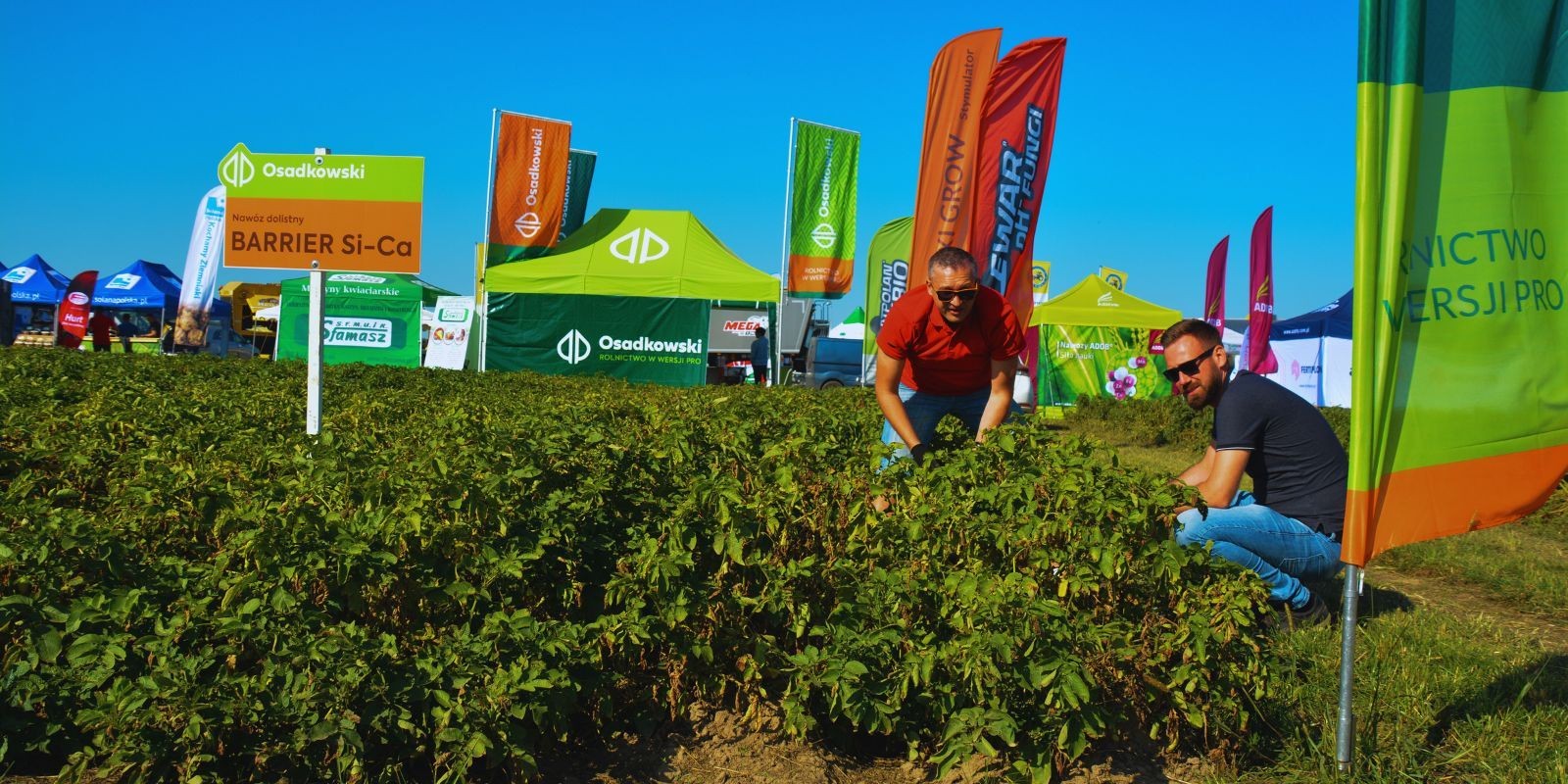 Nawozy dolistne na ziemniaki