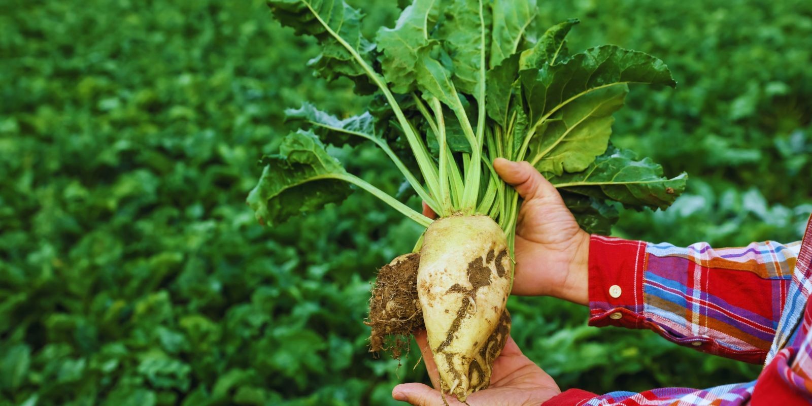 Nawozy dolistne w buraku cukrowym