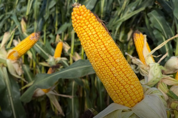 news Osadkowski.pl odcinek 75