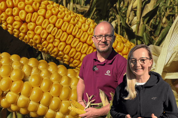 news Osadkowski.pl: Jak powstaje kiszonkowa kukurydza Goldnugget?