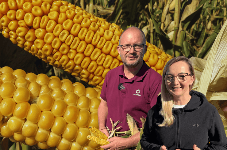 news Osadkowski.pl: Jak powstaje kiszonkowa kukurydza Goldnugget?