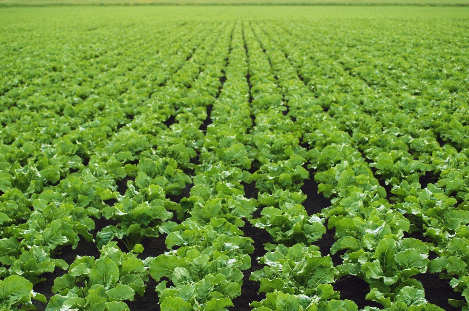 Niedobór boru w uprawie buraka cukrowego może znacząco obniżyć opłacalność