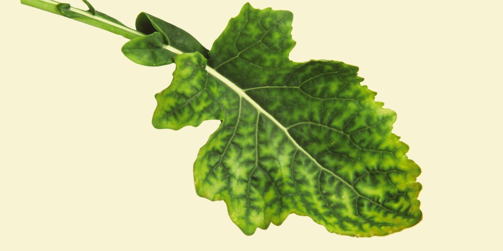 Objaw niedoboru siarki na liściu rzepaku