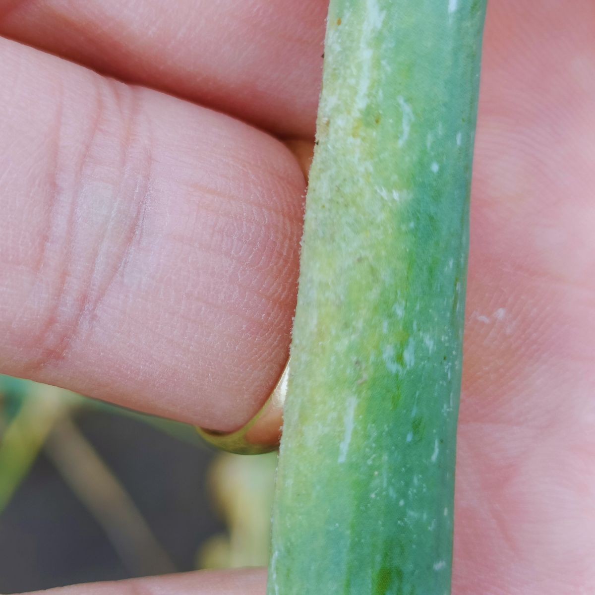 Objawy mączniaka rzekomego na cebuli