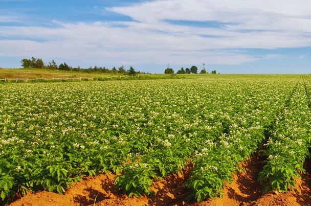 Odżywki na ziemniaki w czasie tuberyzacji