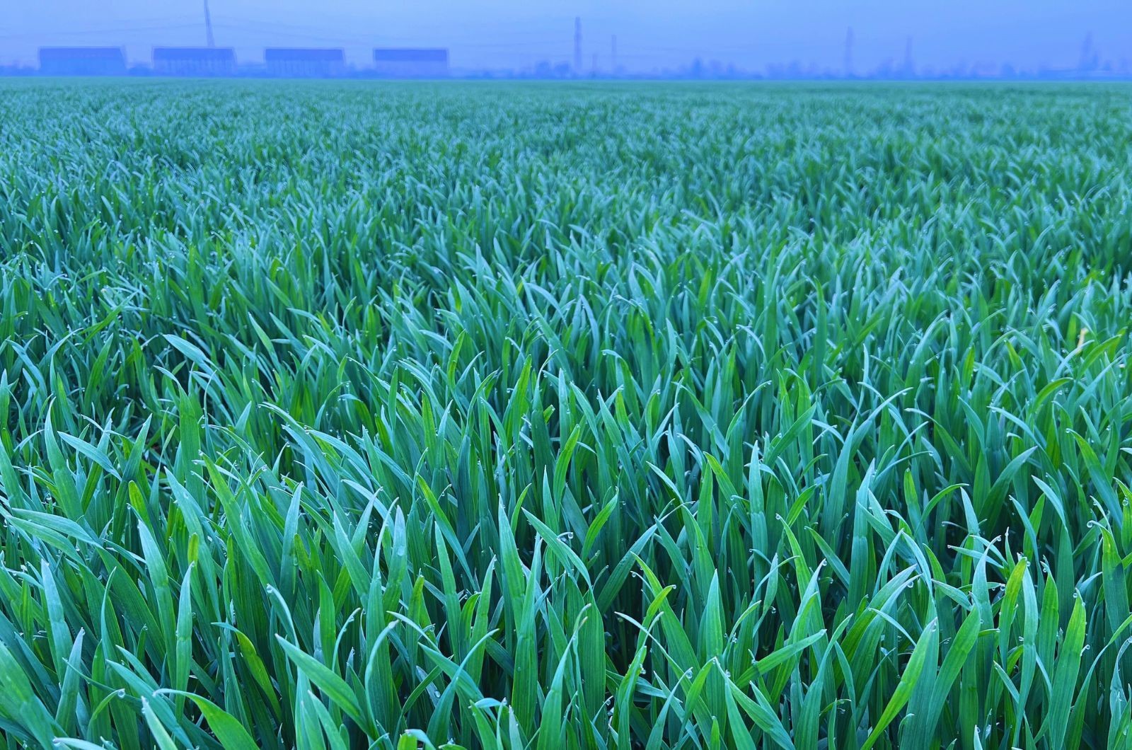 Oprysk na grzyba w pszenicy ozimej T1