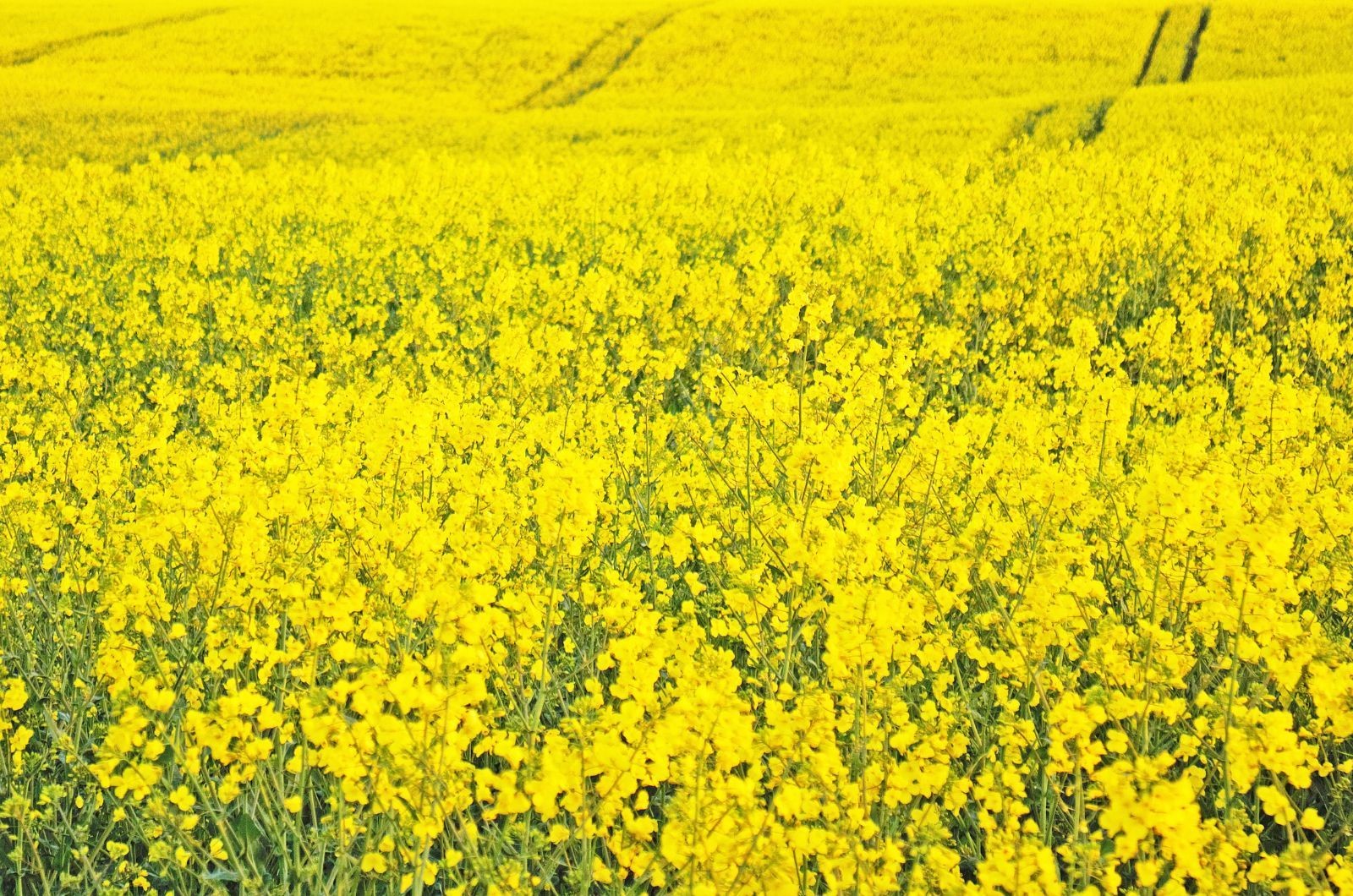 Zabieg na opadanie płatka w rzepaku
