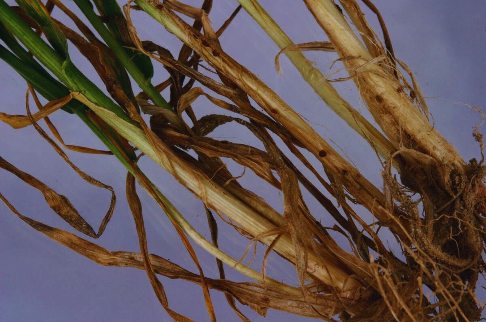 Pałecznica zbóż i traw