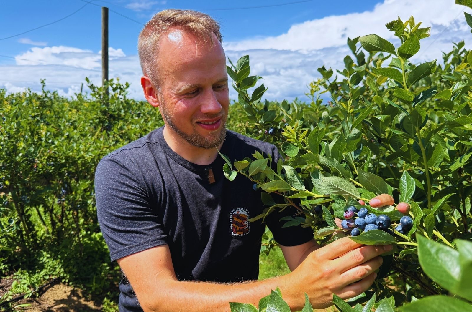 8-letnia plantacja borówki amerykańskiej odmiany Duke prowadzona przez gospodarstwo Kamila Tokaja