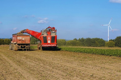 Plon buraka cukrowego