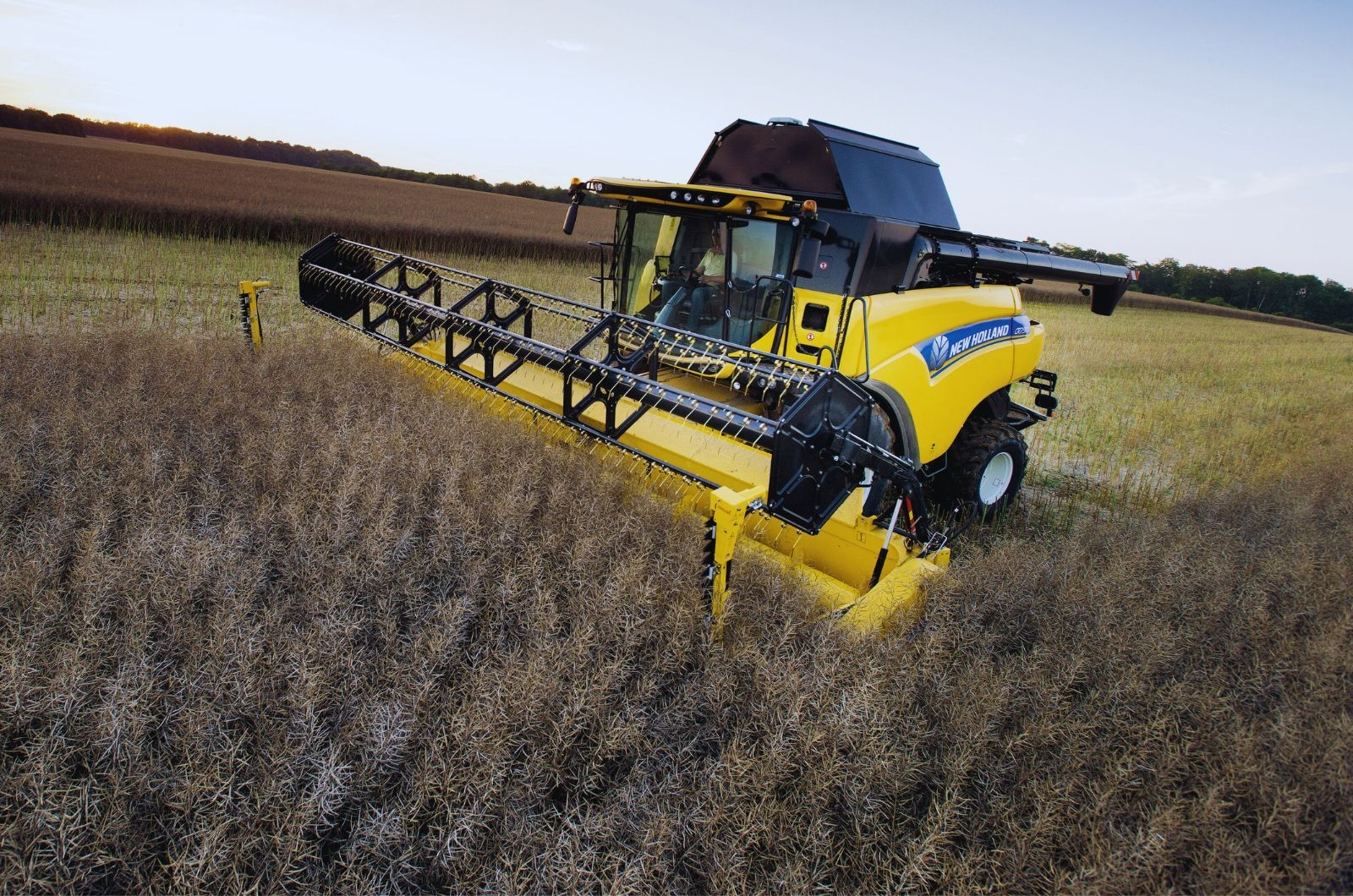 Plon rzepaku z hektara - jak plonuje rzepak?