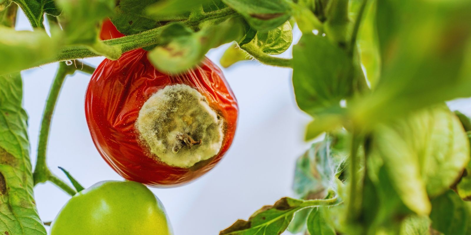 Pomidor porażony chorobą grzybową