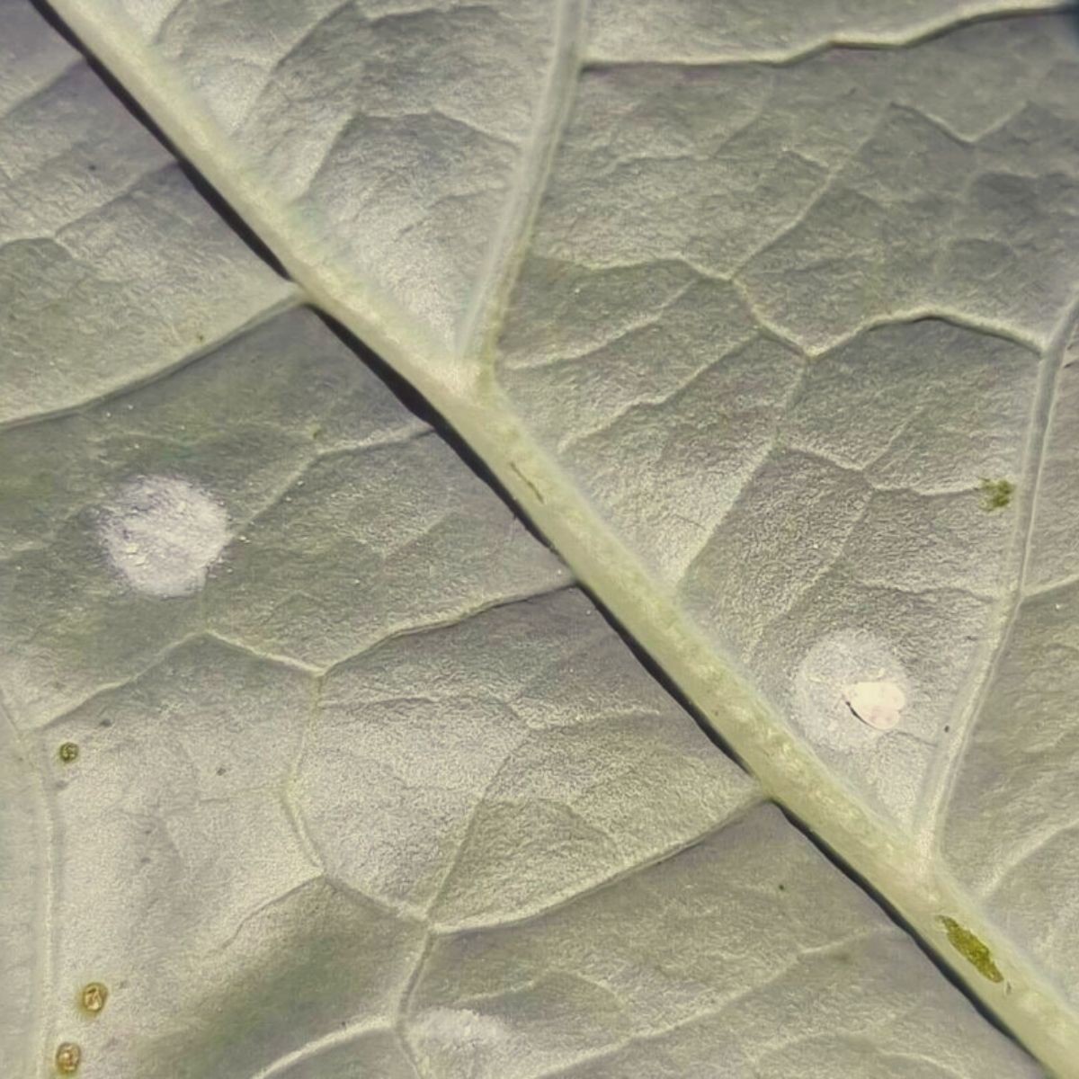 Późniejsze stadium rozwoju choroby