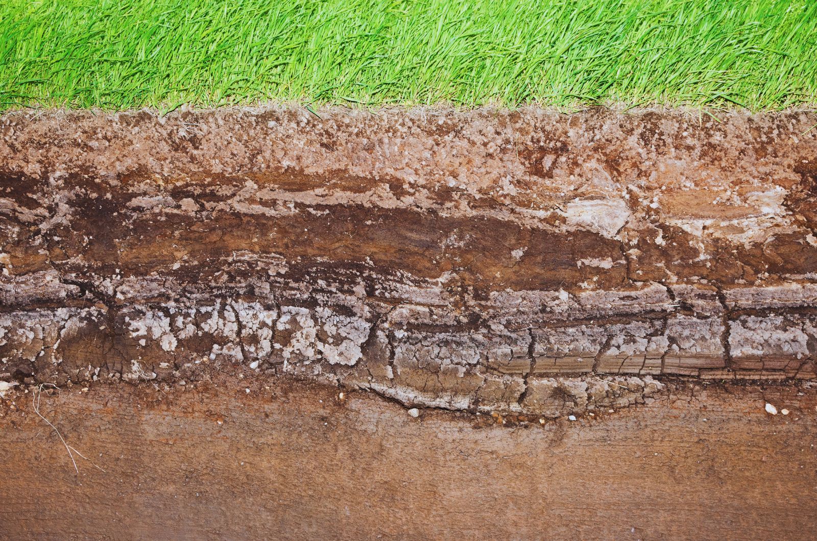 Jak próchnica w glebie wpływa na plony?