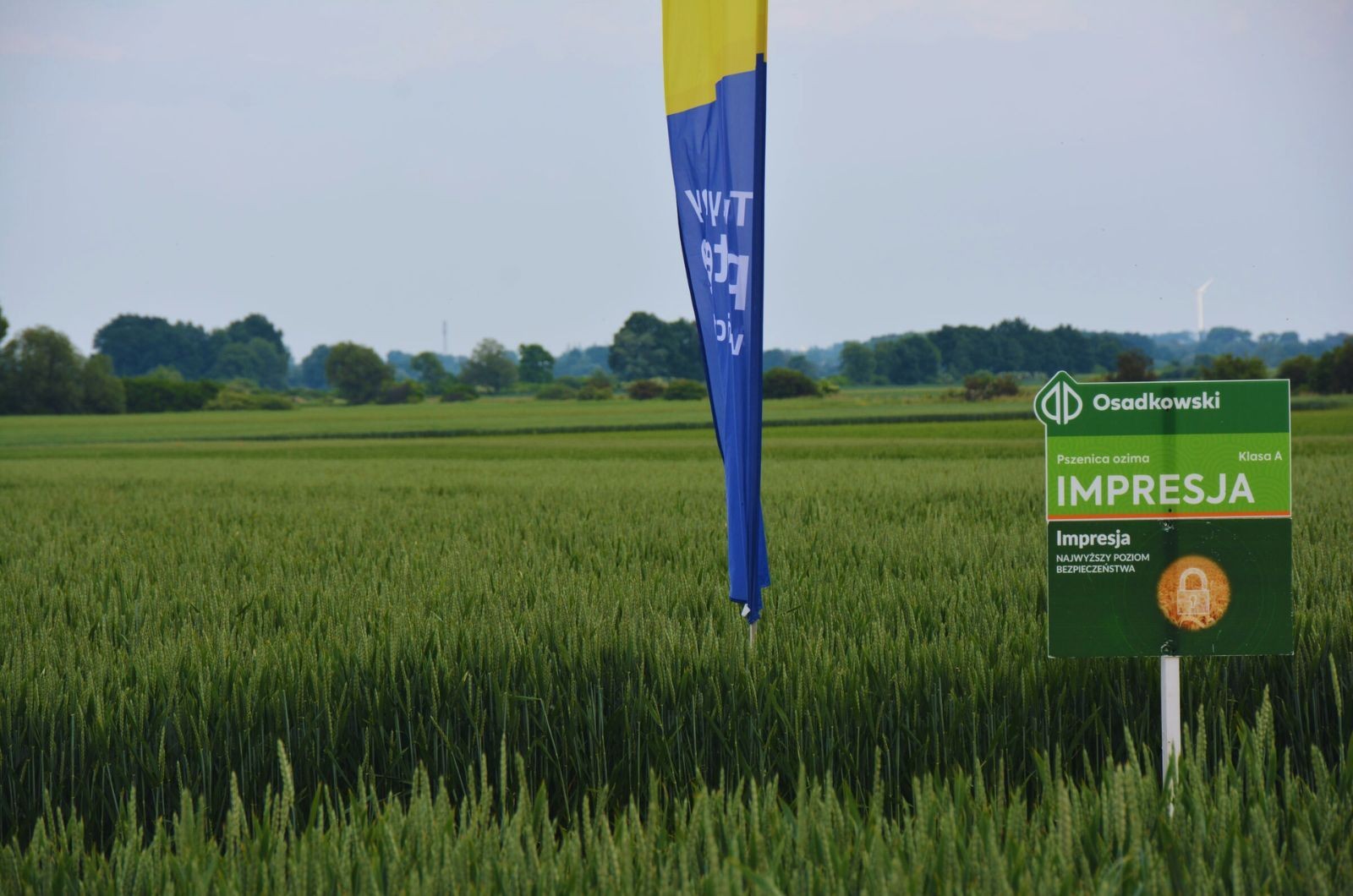 Produkcja pszenicy w Polsce – czym charakteryzuje się nowoczesna hodowla zbóż