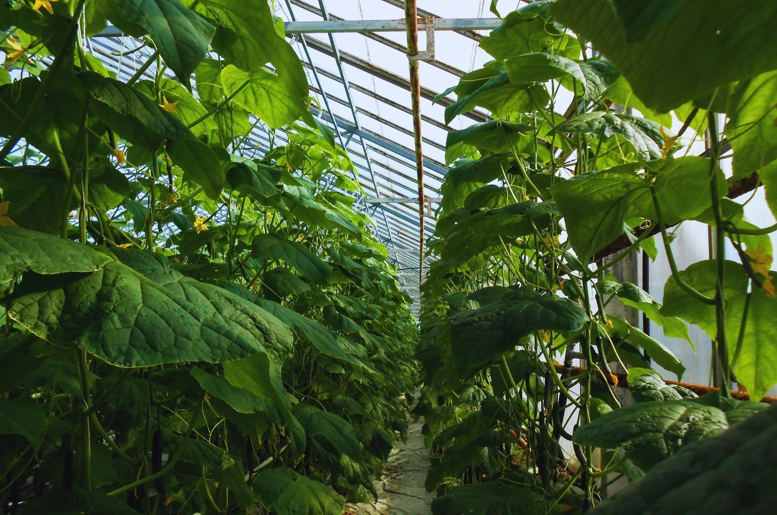 Przegrzanie ogórka szklarniowego