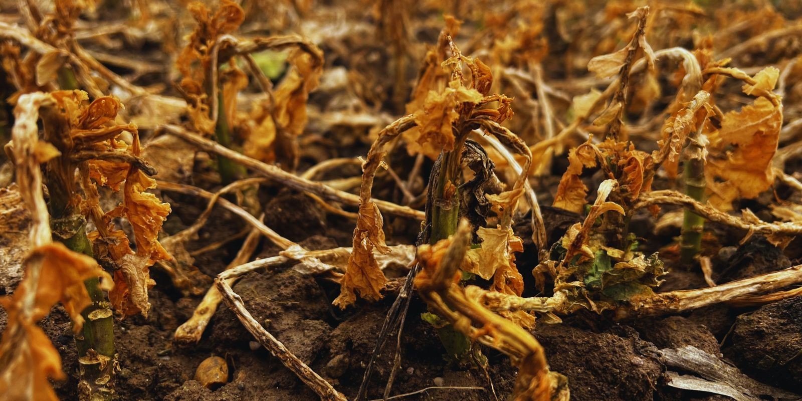 Przymarznięty rzepak po zimie