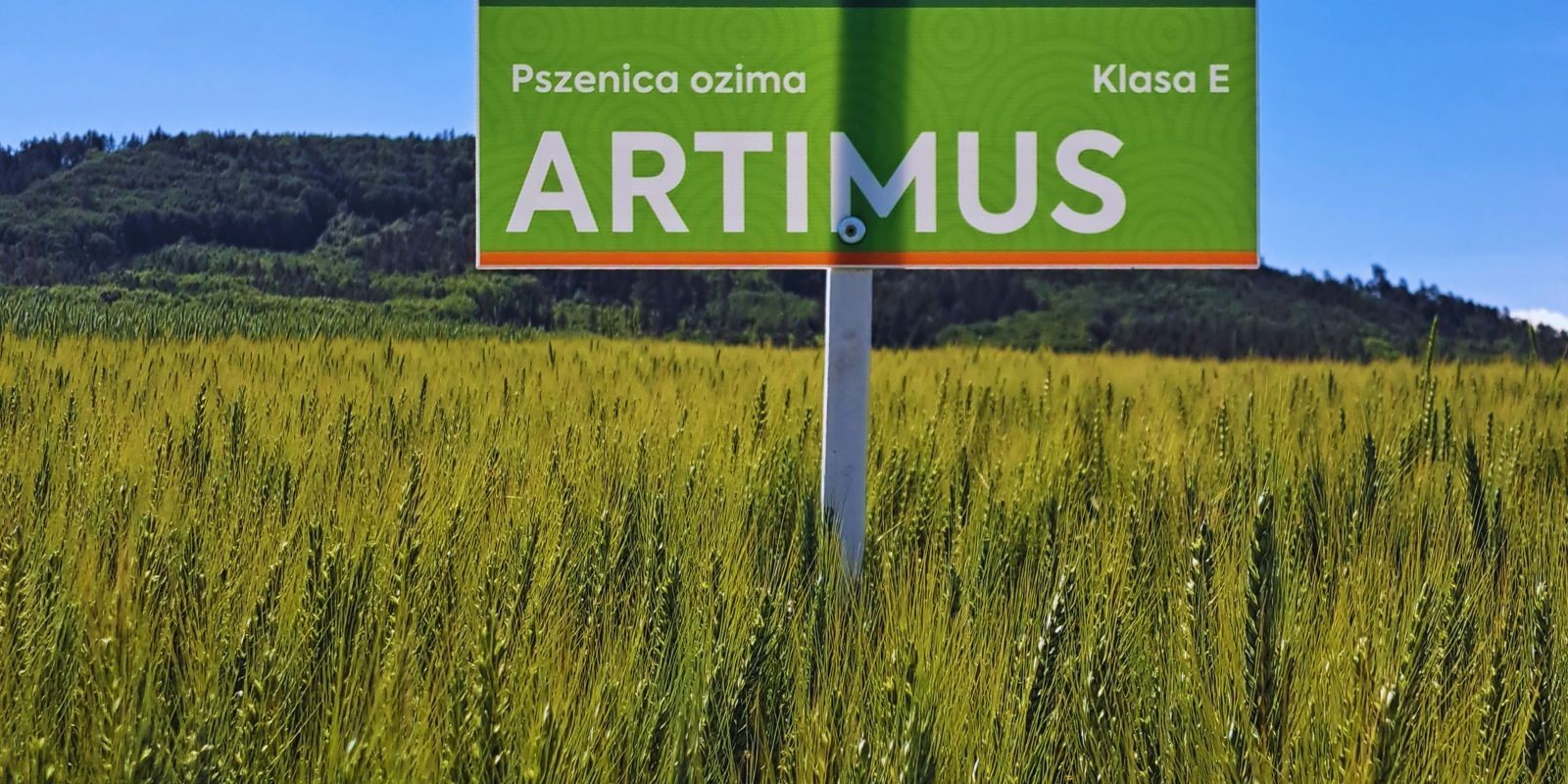 Artimus - pszenica do siewu na słabszych glebach