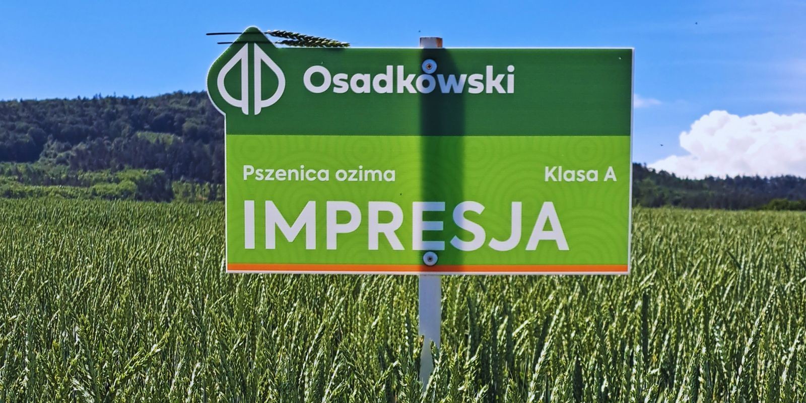 Pszenica Impresja z HR Strzelce na rynku zwraca uwagę rolników