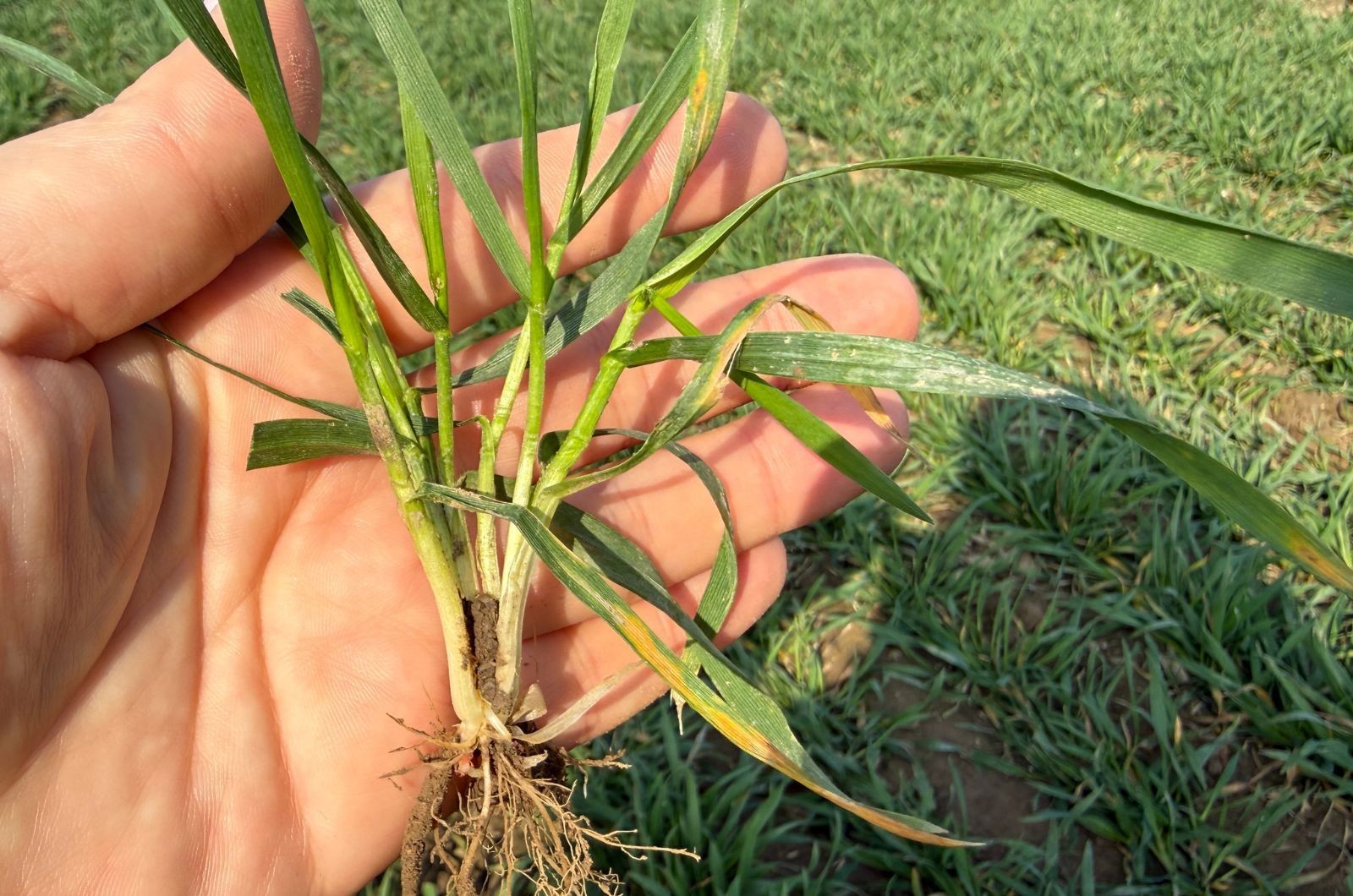 Zdjęcie - pszenica w fazie krzewienia