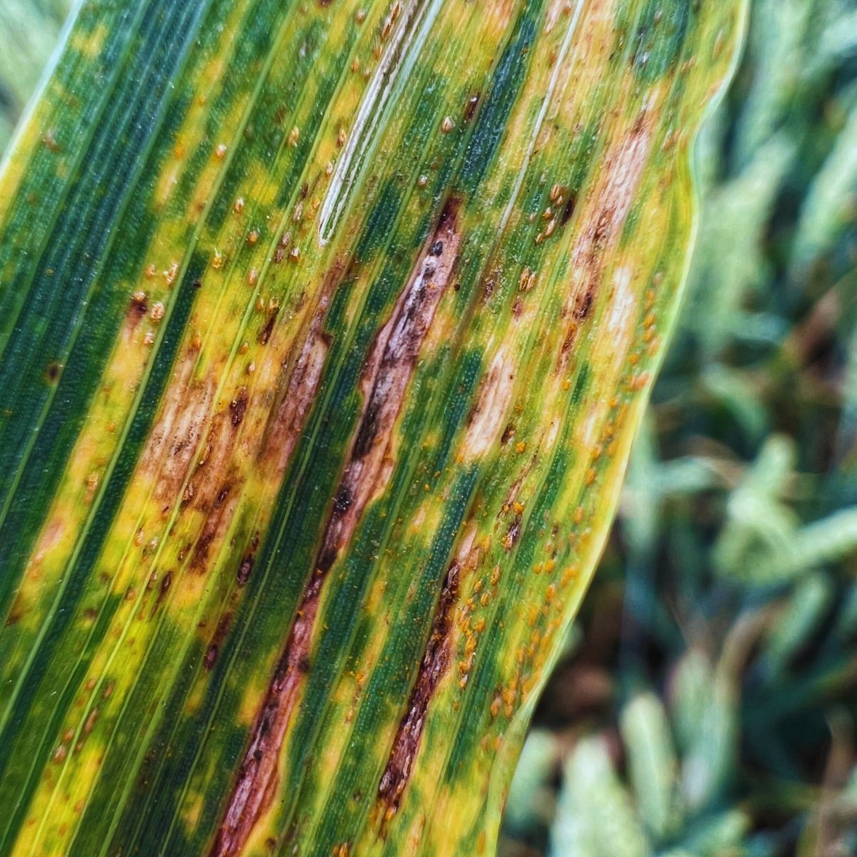 Rdza żółta jedna z chorób zbóż w T2