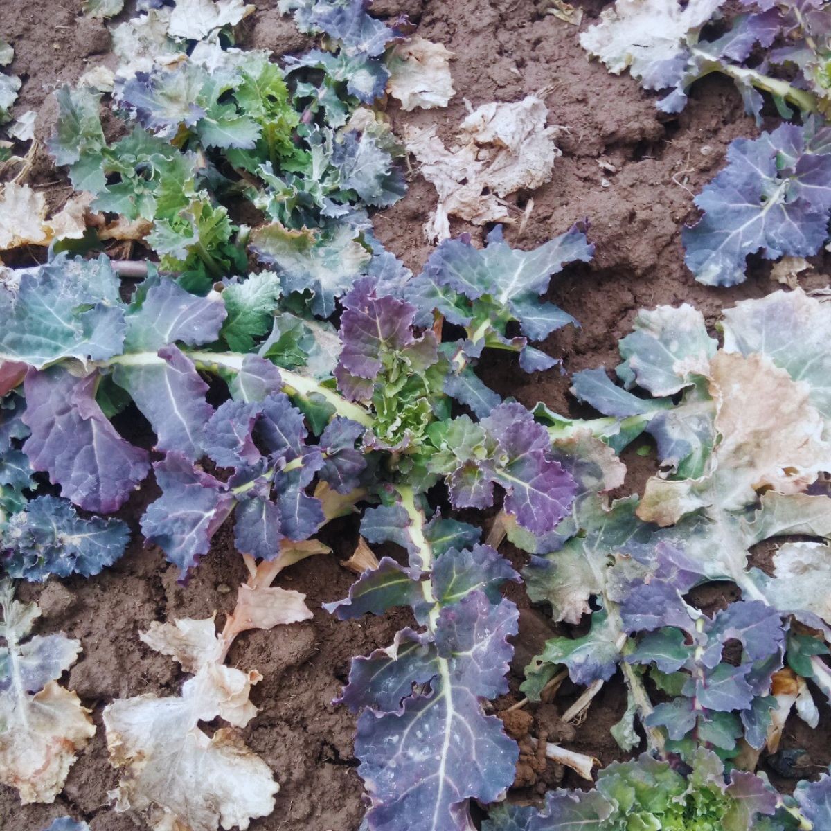 Reakcja rzepaku na brak azotu wiosną