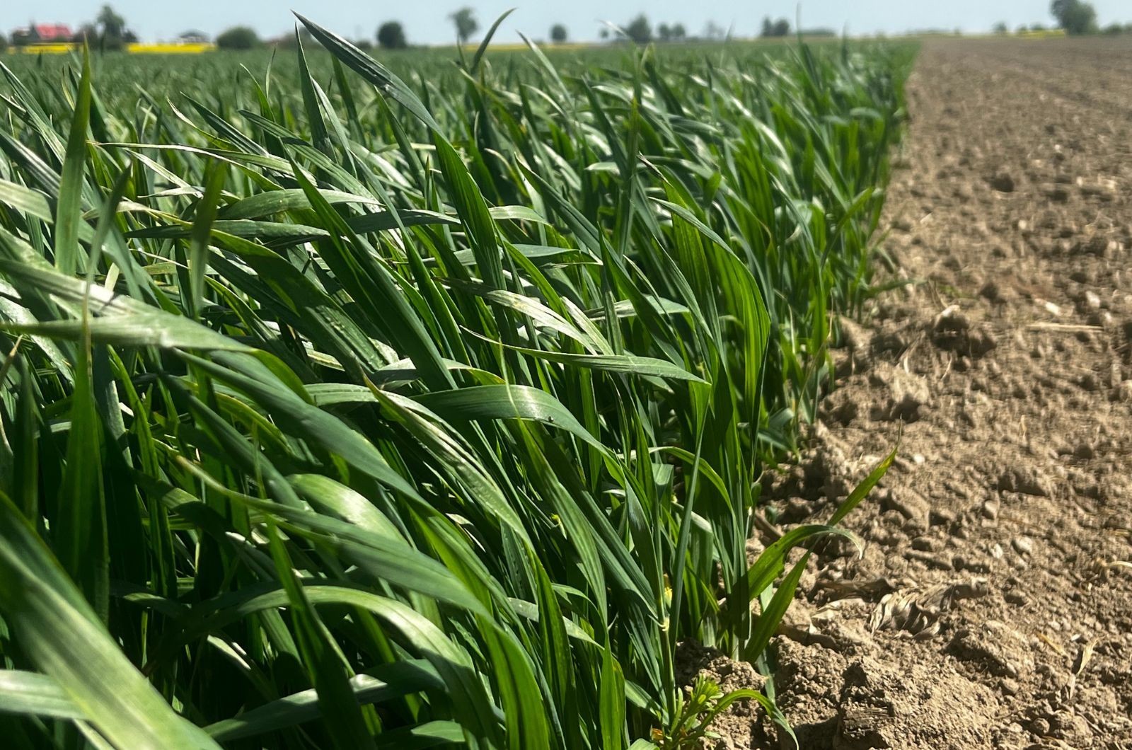 Regulacja zbóż wiosną - dlaczego jest ważna. Wiosną rośliny szybko budują biomasę.