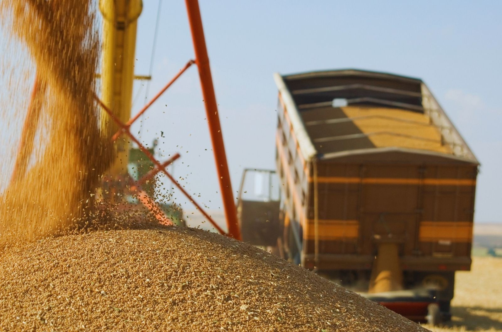 Rekordowe zbiory i presja ceny - komentarz do raportu USDA styczeń 2026