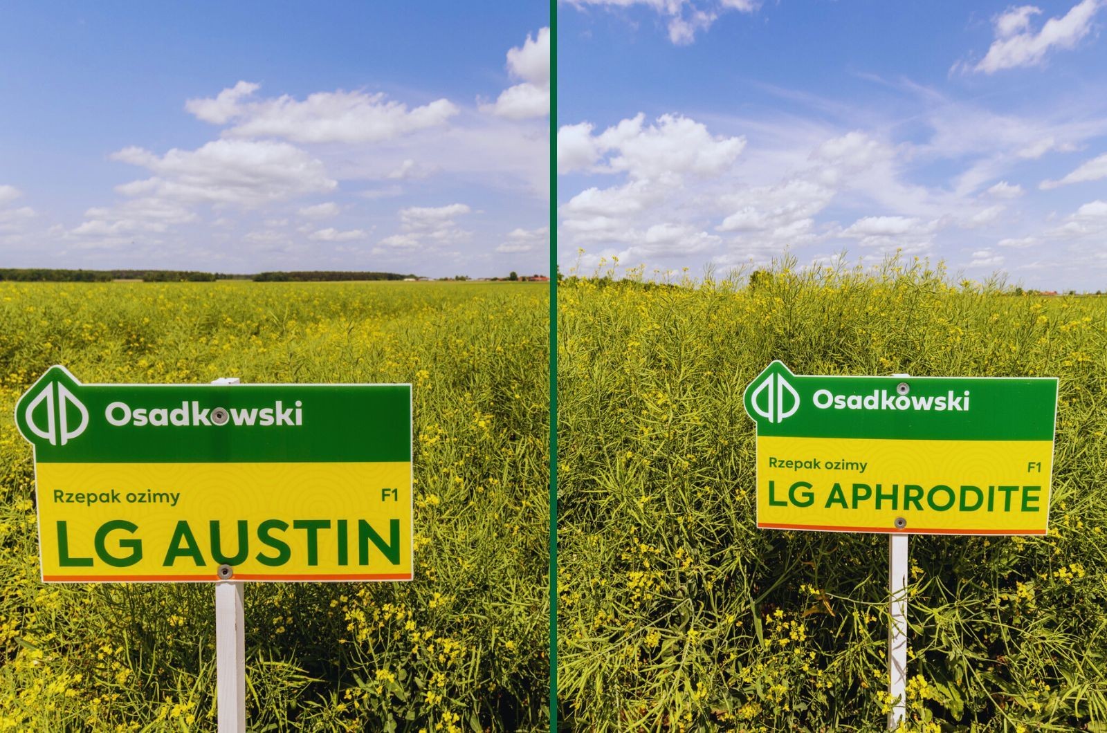Rzepak LG – która odmiana rzepaku ozimego sprawdzi się na Twoim polu?