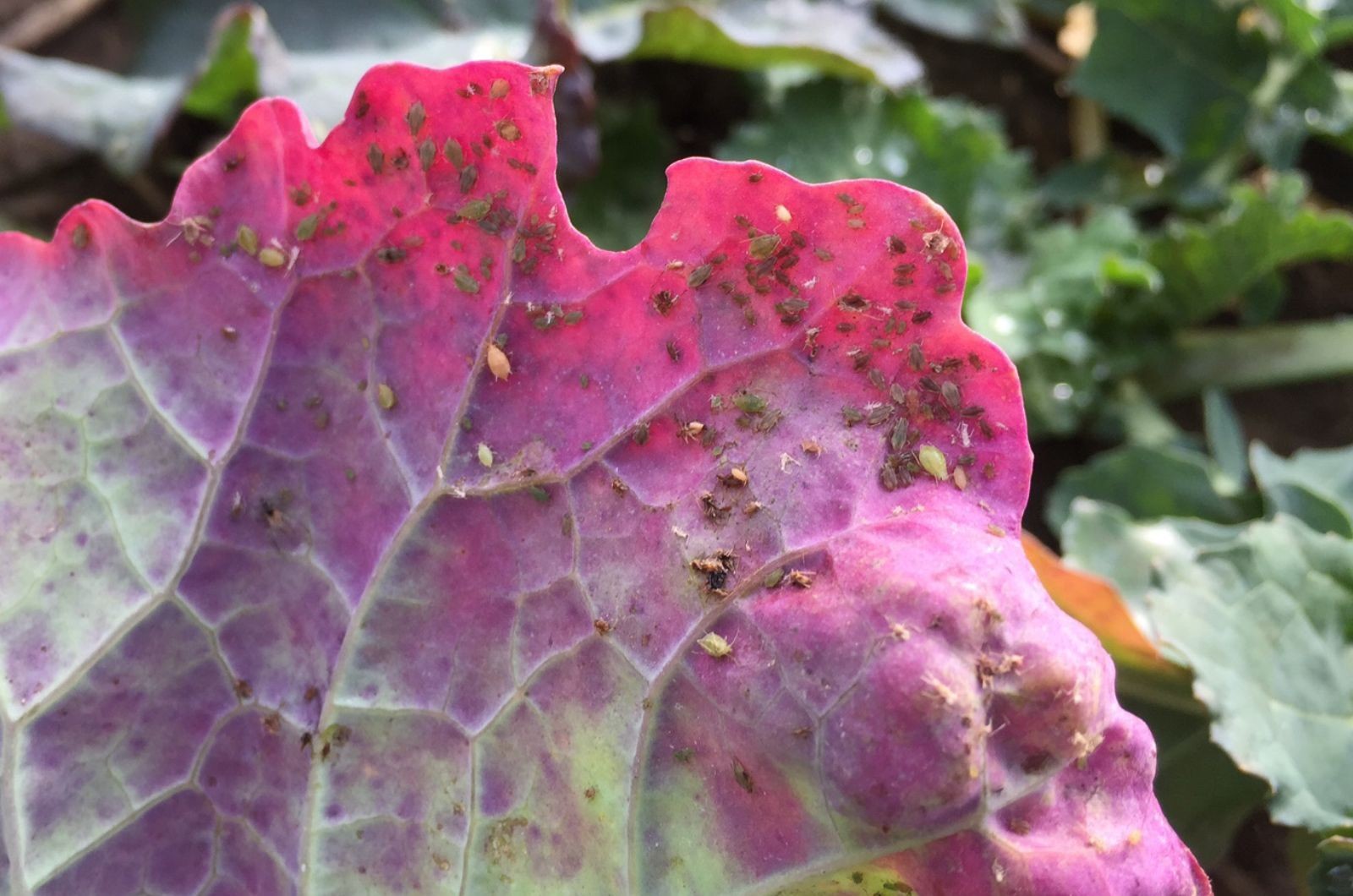 Liść rzepaku porażony przez wirus TuYV