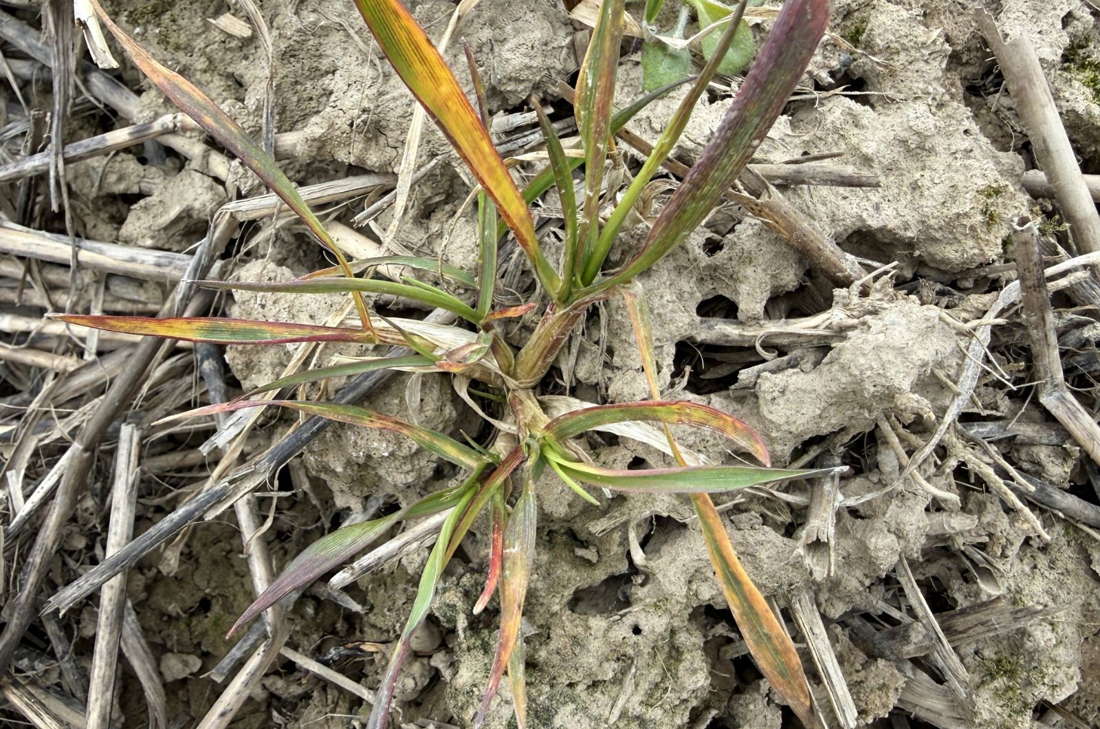 Samosiew pszneicy na plantacji soi