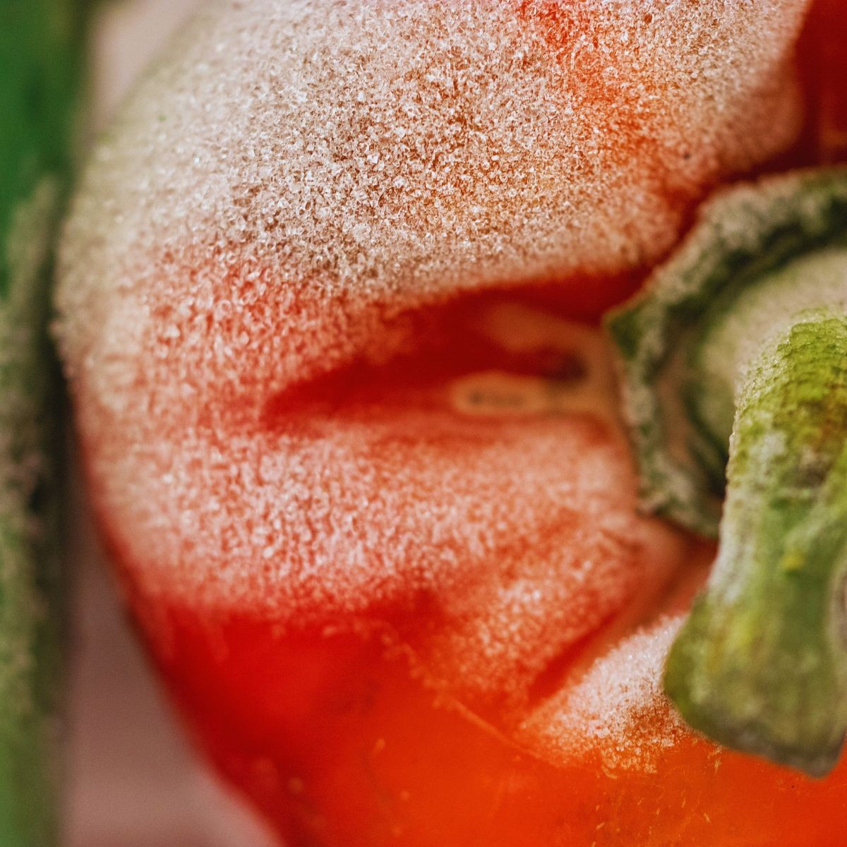 Silne porażenie papryki szarą pleśnią