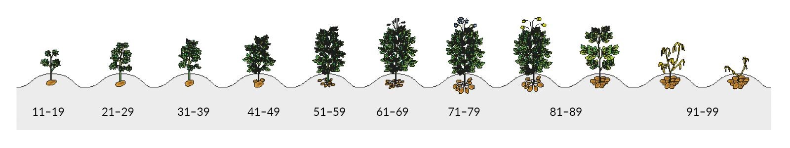 Skala BBCH ziemniaka