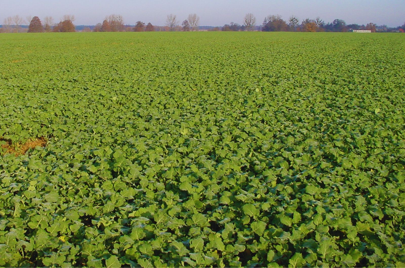 Skracanie rzepaku jesienią