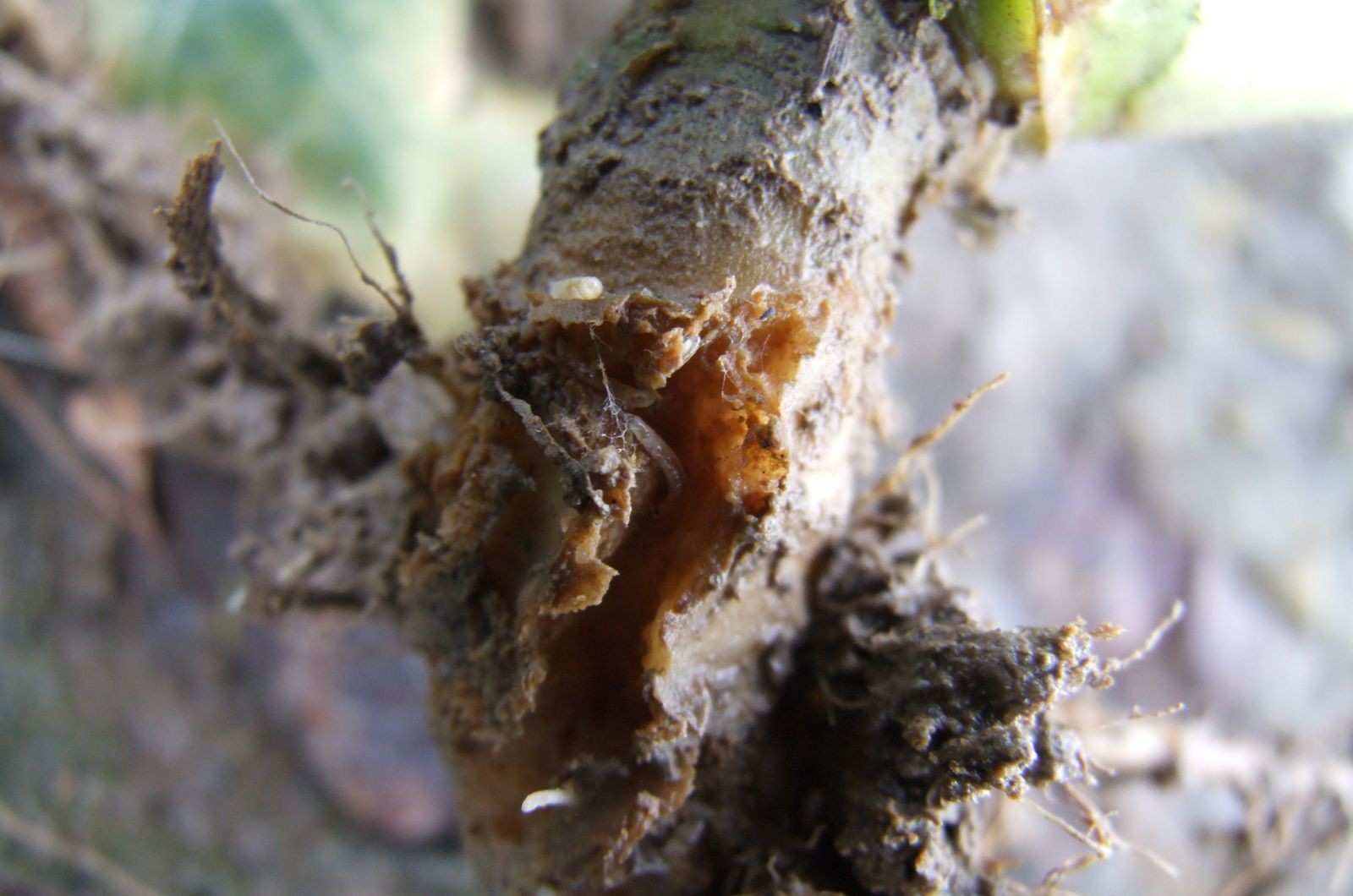 Jesienny szkodnik - śmietka kapuściana zdjęcie obrazujące żerowanie larw