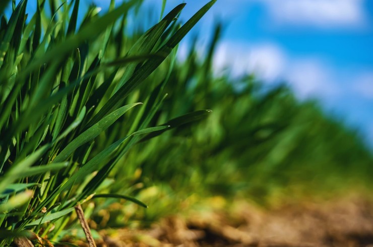 Smugowata mozaika zbóż - nowa choroba zbóż