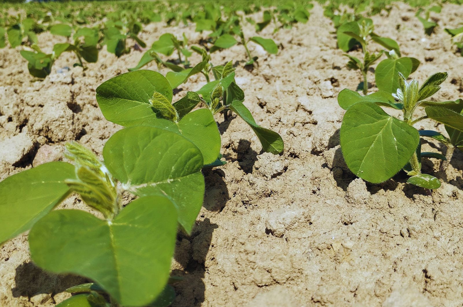 Soja - młode rośliny