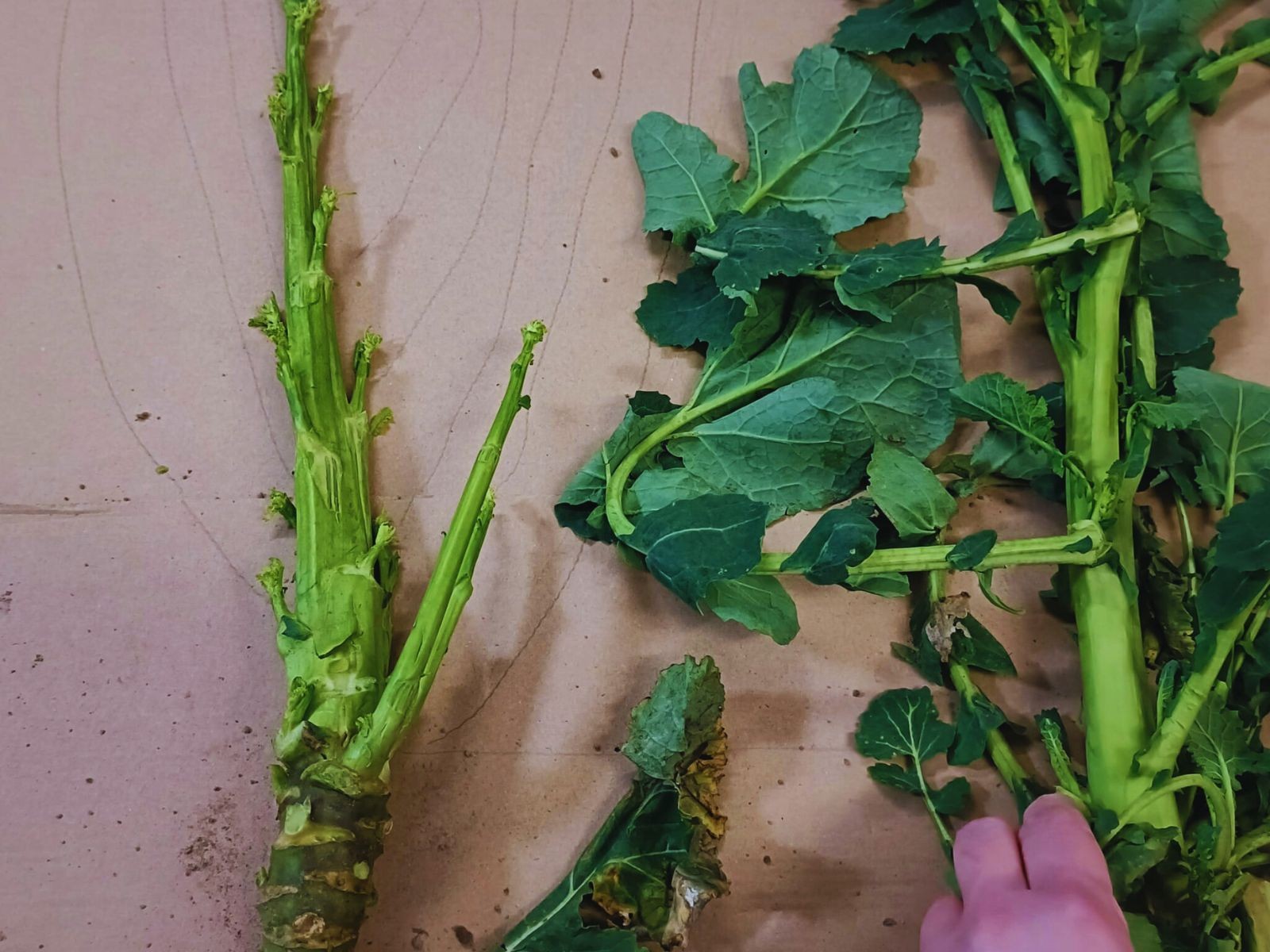 Sprawdź ile mamy zawiązków pędów bocznych