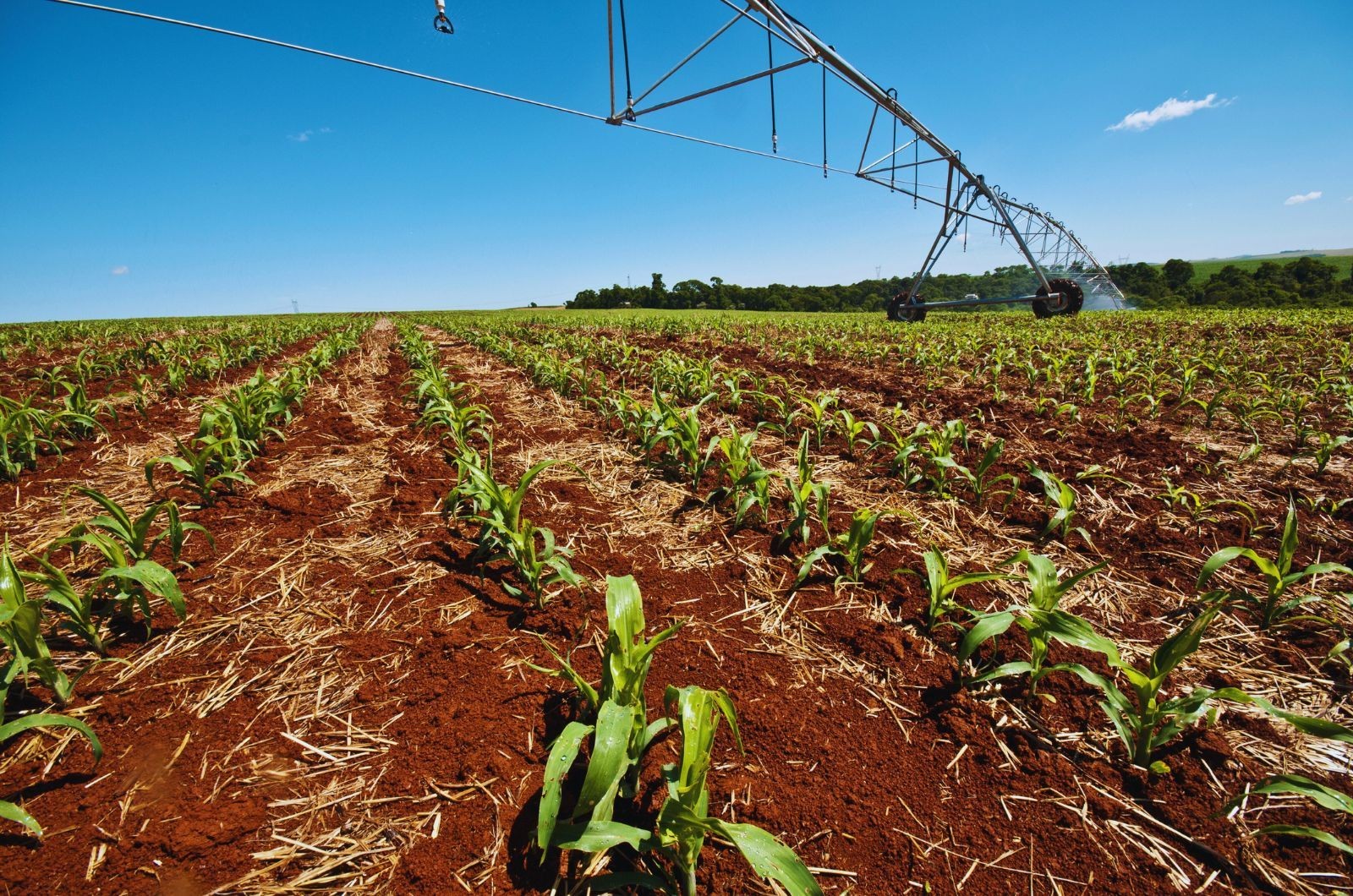 Strip-till, czyli uprawa pasowa