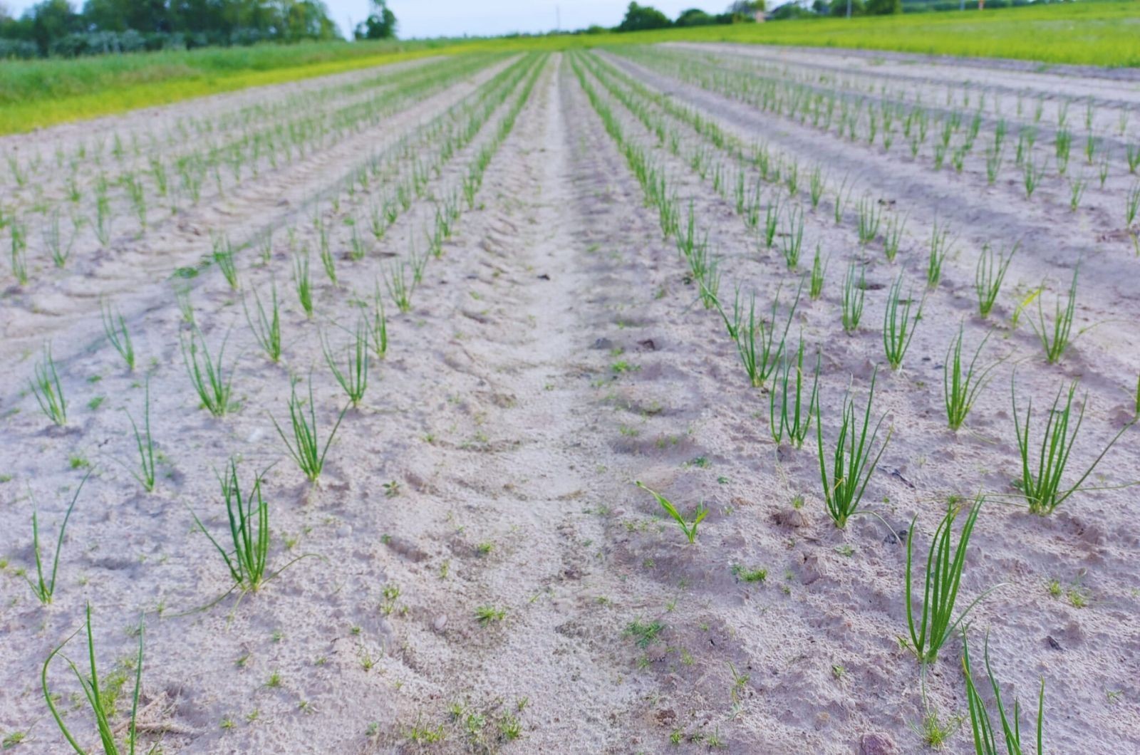 Stymulacja wzrostu cebuli
