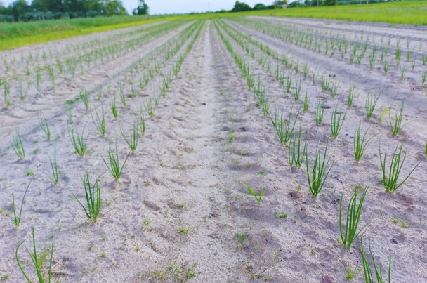 Stymulacja wzrostu cebuli