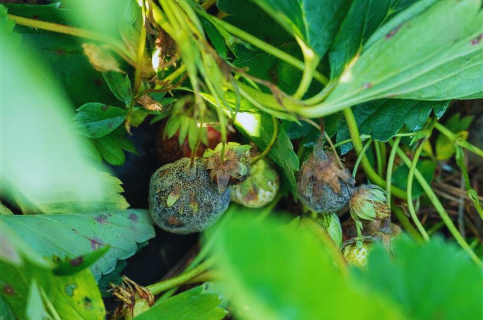 Szara pleśń to choroba dobrze znana producentom truskawek